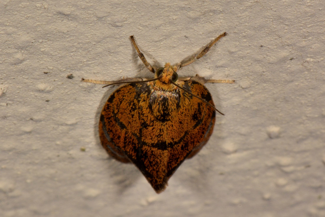 Ptycholoma lecheana? Tortricidae. S